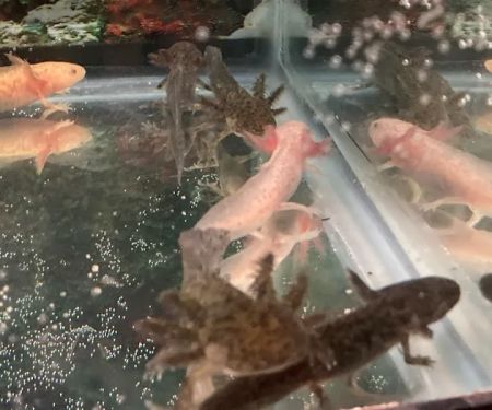Ideal Axolotl