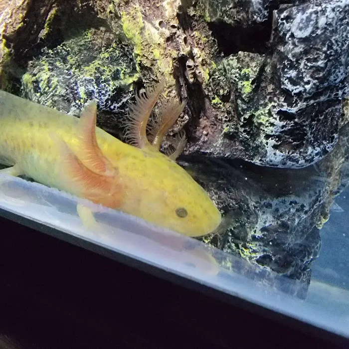 Ideal Axolotl Picture 2