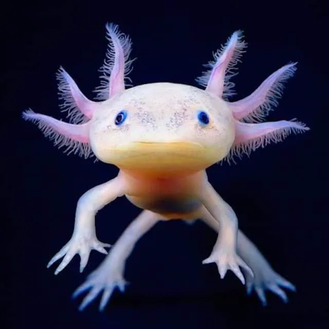 Ideal Axolotl Picture 4