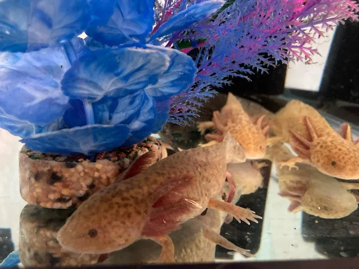 Ideal Axolotl Picture 5