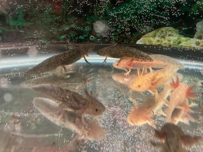Ideal Axolotl Picture 7