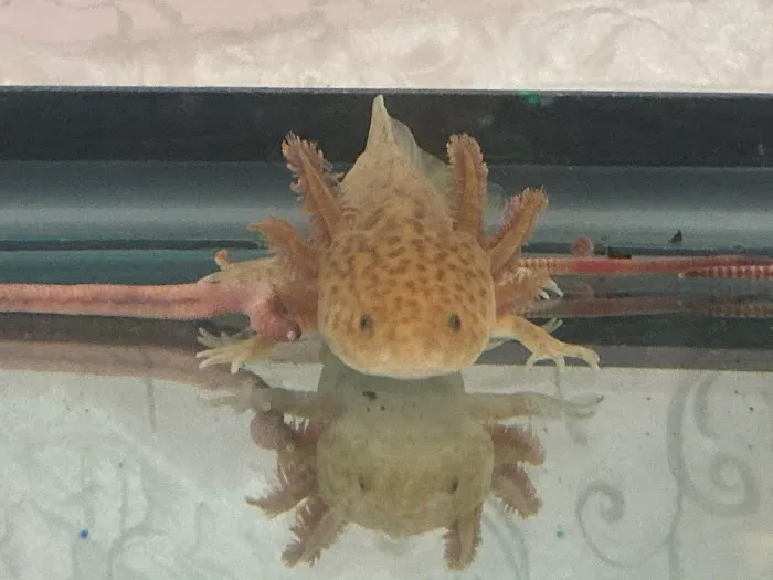 Ideal Axolotl Picture 8
