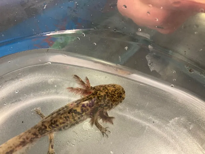 Ideal Axolotl Picture 9