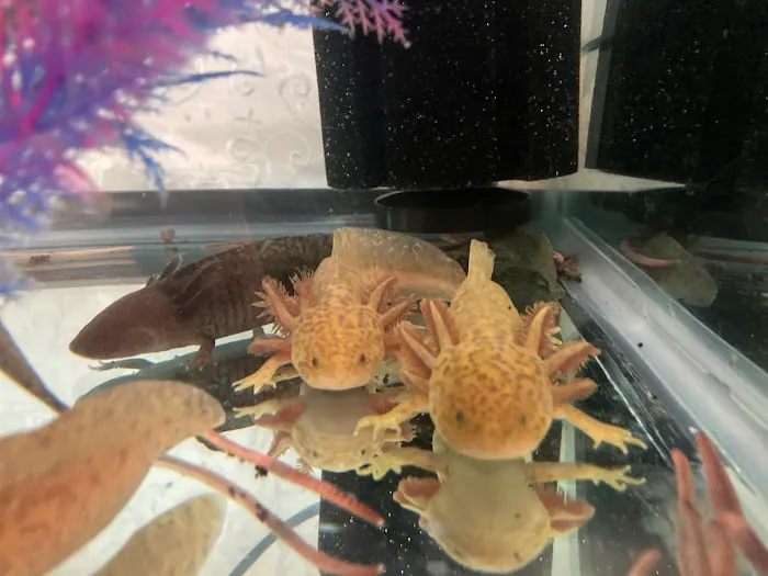 Ideal Axolotl Picture 10
