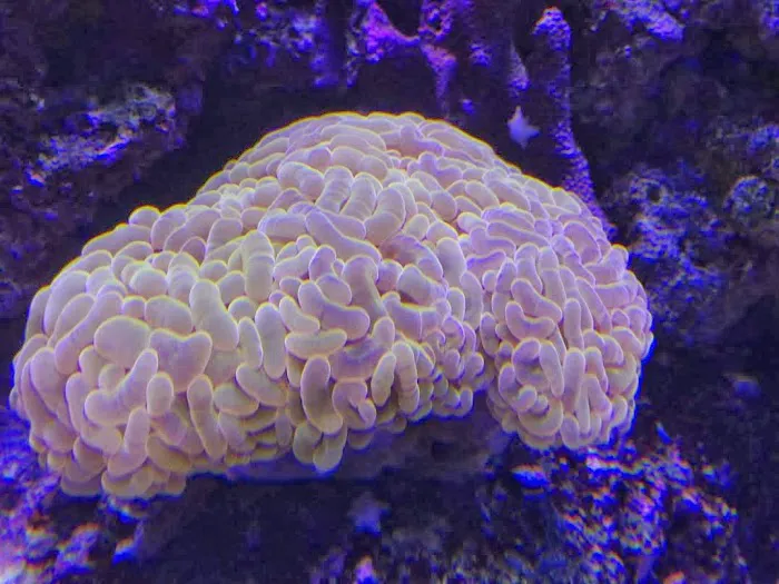 Frank's Tanks Picture 6