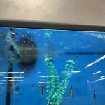Petco