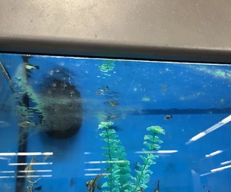 Petco