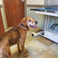 Confederate Woods Vet Hospital: Dickey Dale L DVM ico