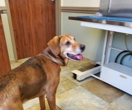Confederate Woods Vet Hospital: Dickey Dale L DVM