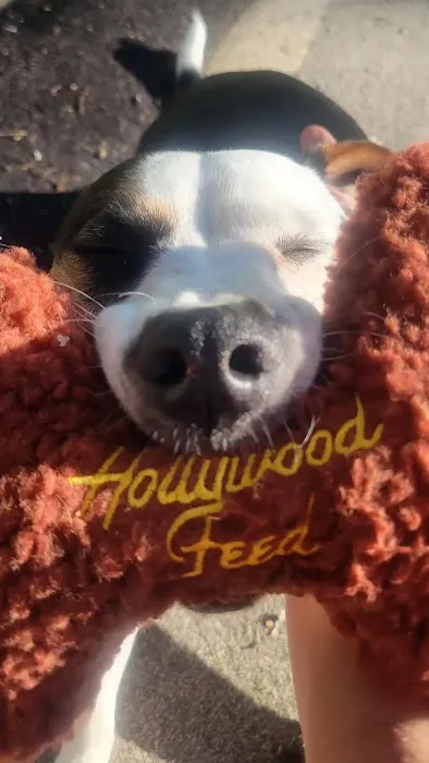 Hollywood Feed Picture 9