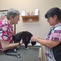 Wayne Heights Animal Hospital ico