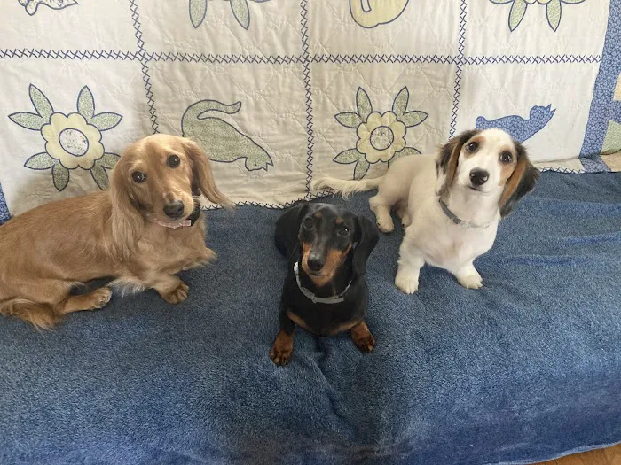 Wayne Heights Animal Hospital Picture 5