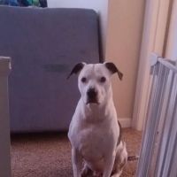 Gettysburg Animal Hospital ico