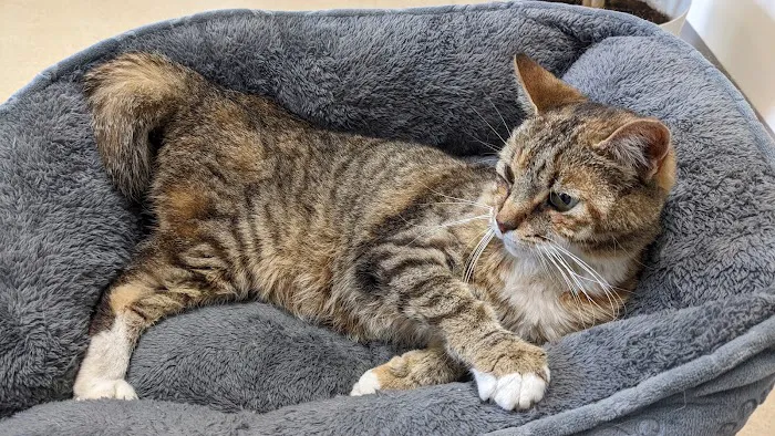 Gettysburg Animal Hospital Picture 6