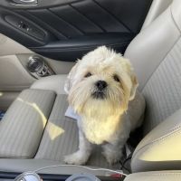 Petco ico