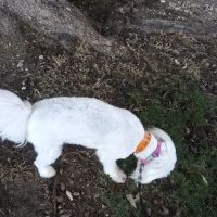 HSNT Adoption Location ico