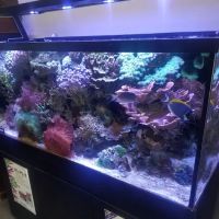 The Fish Place ico