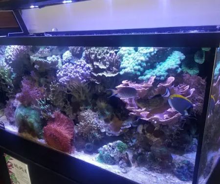 The Fish Place