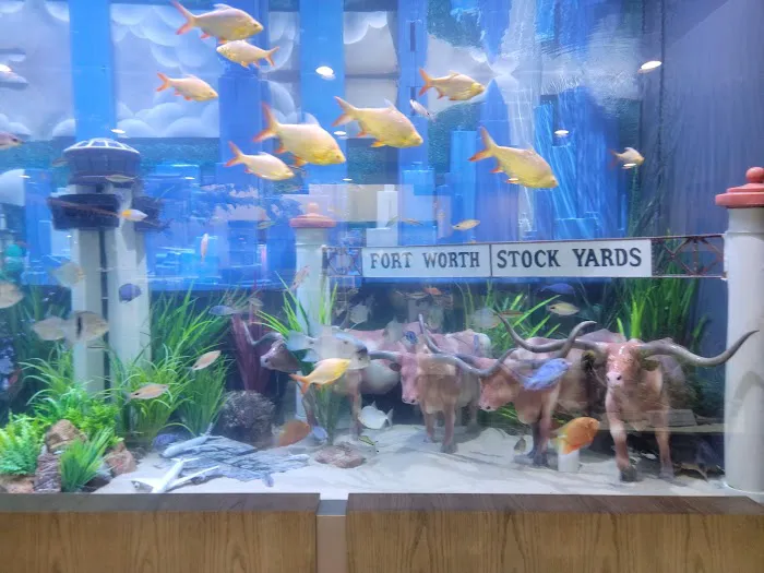 Fish Gallery | Aquarium Superstore Picture 5