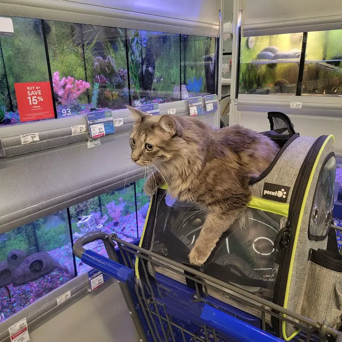 Fish Gallery | Aquarium Superstore Picture 6