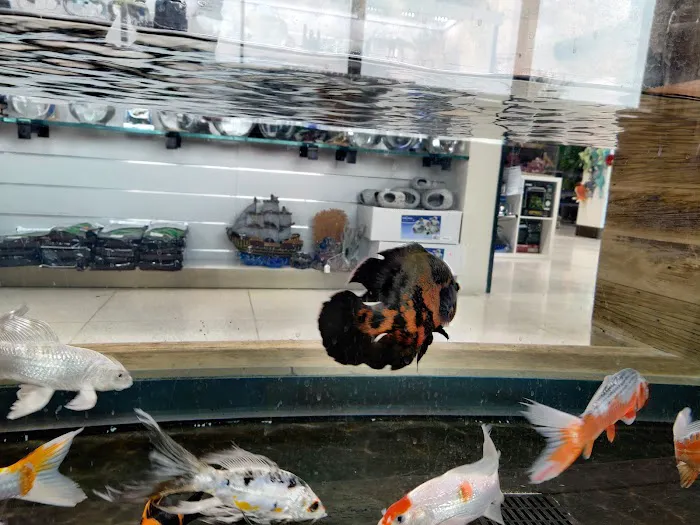 Fish Gallery | Aquarium Superstore Picture 7
