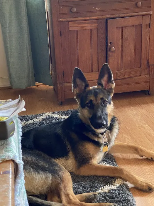 Dr. Flake's Animal Wellness Clinic Picture 2