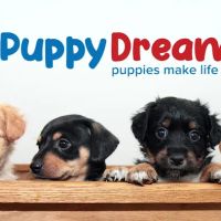 Puppy Dreams - Carrollton ico
