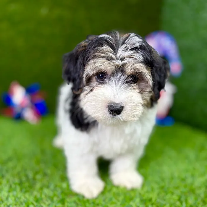 Puppy Dreams - Carrollton Picture 7