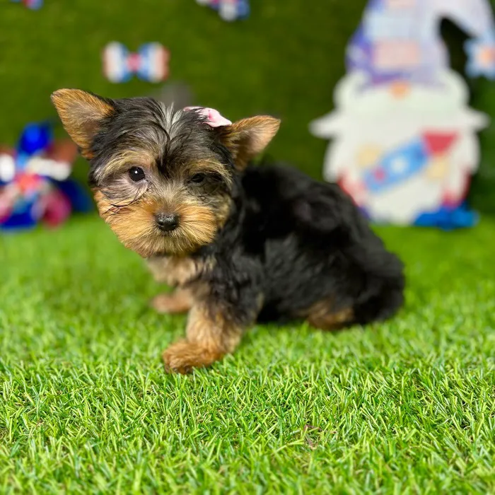 Puppy Dreams - Carrollton Picture 4