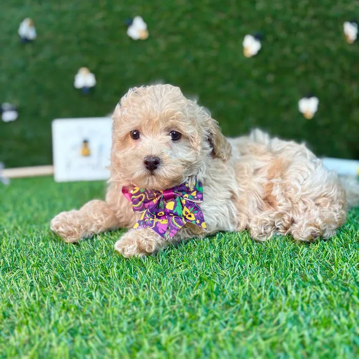 Puppy Dreams - Carrollton Picture 6