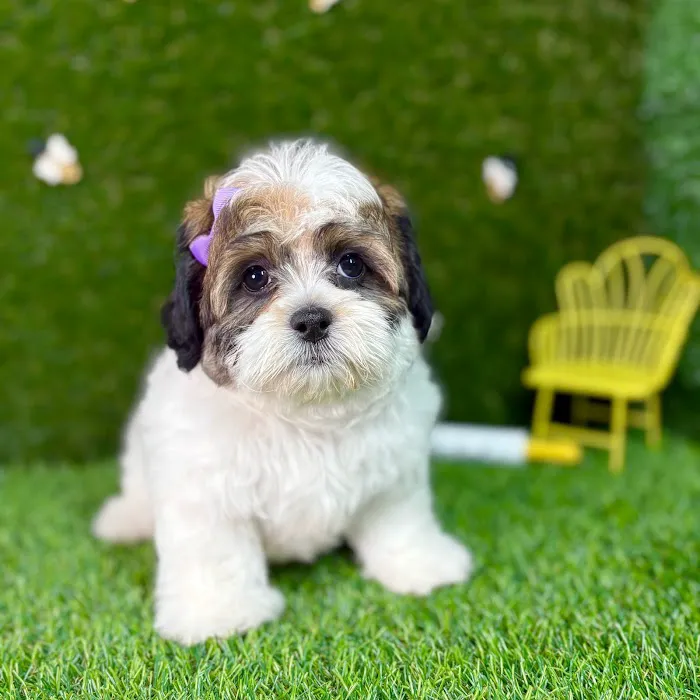 Puppy Dreams - Carrollton Picture 10