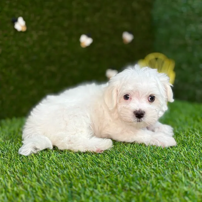 Puppy Dreams - Carrollton Picture 8