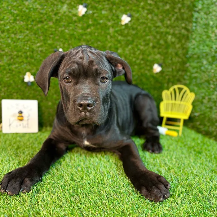 Puppy Dreams - Carrollton Picture 9