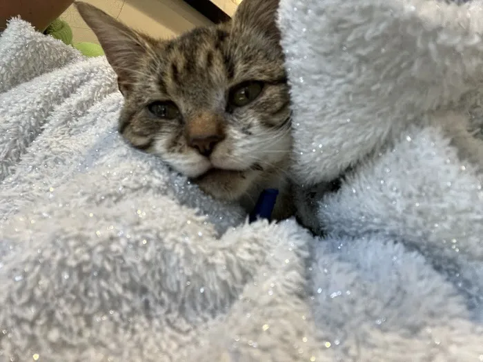Animal Wellness Clinic Picture 1