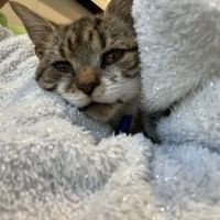 Animal Wellness Clinic ico