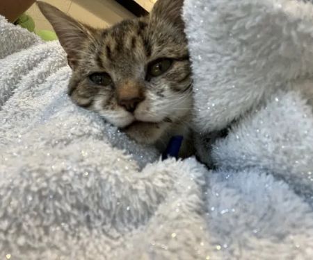 Animal Wellness Clinic