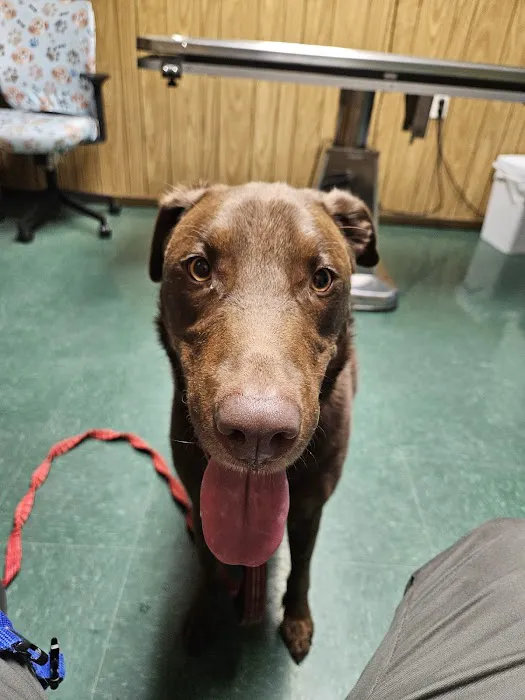 Animal Wellness Clinic Picture 2