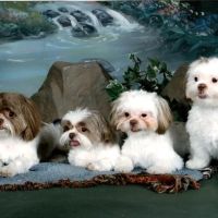 Smithsburg Veterinary Clinic ico