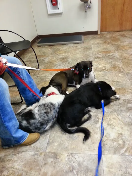 Palmer Animal Hospital Picture 2