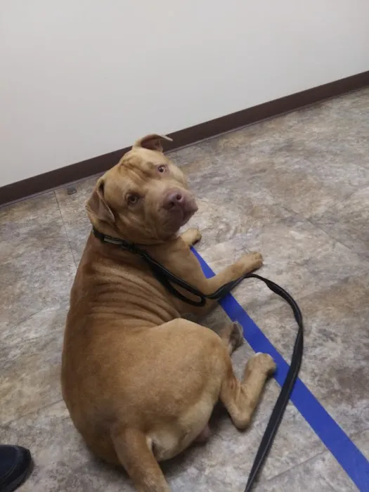 Palmer Animal Hospital Picture 6
