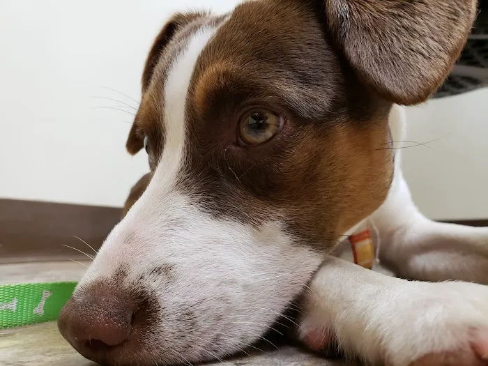 Palmer Animal Hospital Picture 10