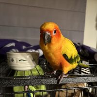 NorthPaws Animal Hospital ico