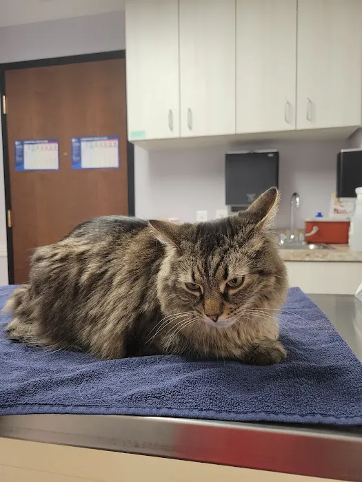 NorthPaws Animal Hospital Picture 9