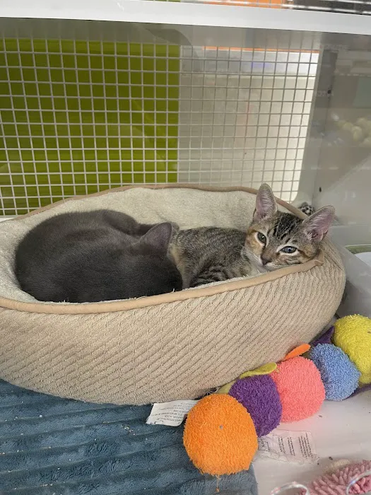Petco Picture 4