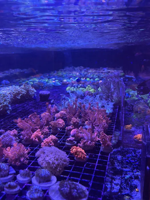 The Coral Station Picture 5