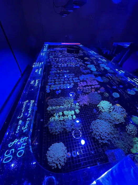 The Coral Station Picture 4