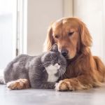 Glade Valley Animal Hospital