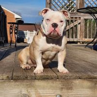 Yellow Springs Veterinary Clinic ico
