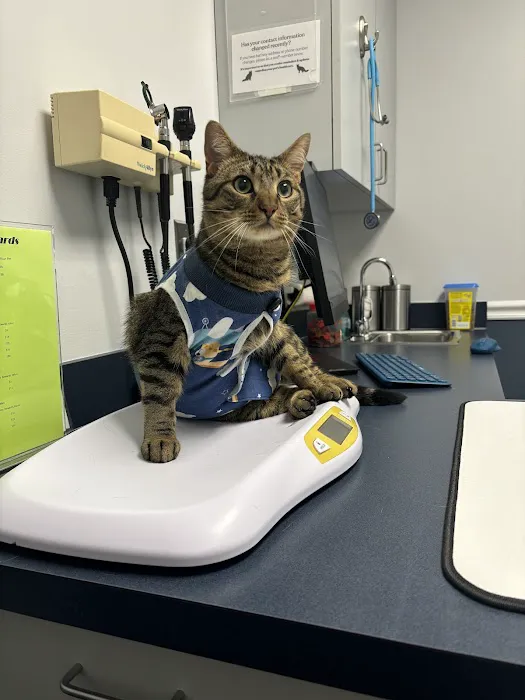 Yellow Springs Veterinary Clinic Picture 7