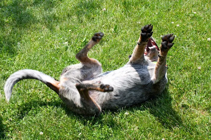 Yellow Springs Veterinary Clinic Picture 6